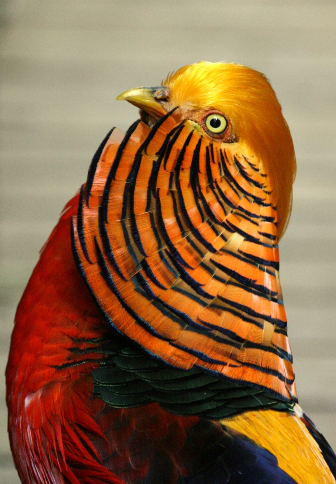Birds of Eden &mdash; the world&rsquo;s largest dome