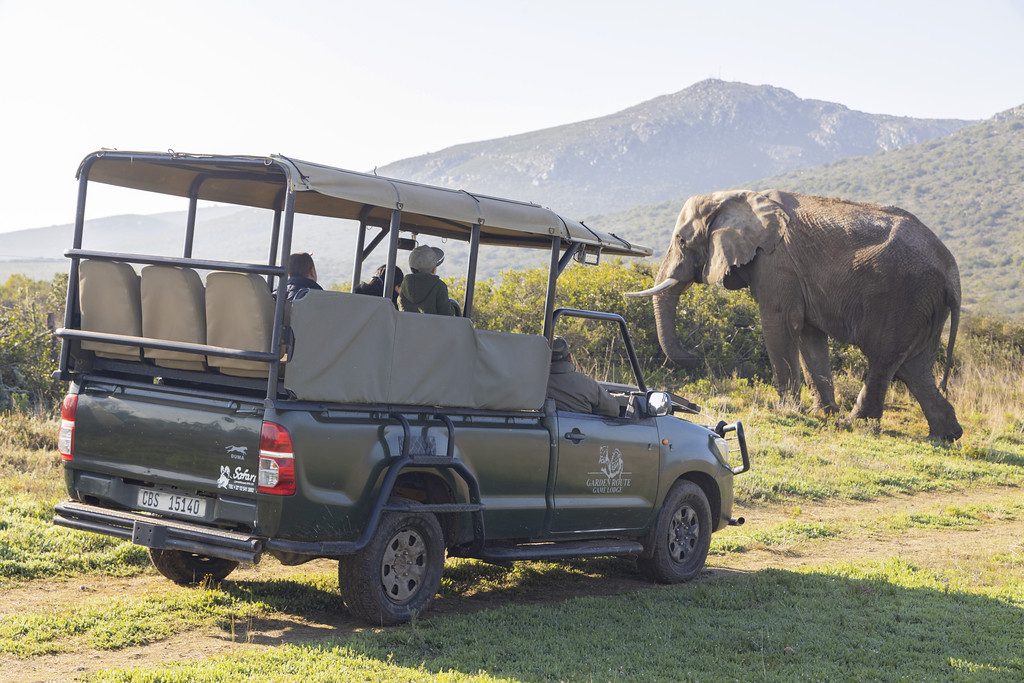 Safari & Wildlife