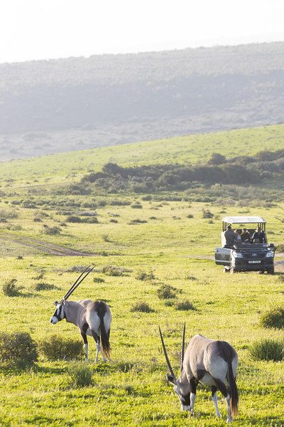 Safari & Wildlife