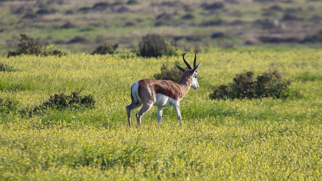 Safari & Wildlife