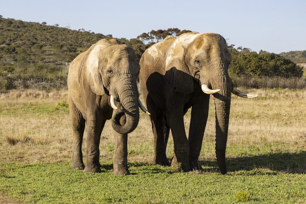 Safari & Wildlife