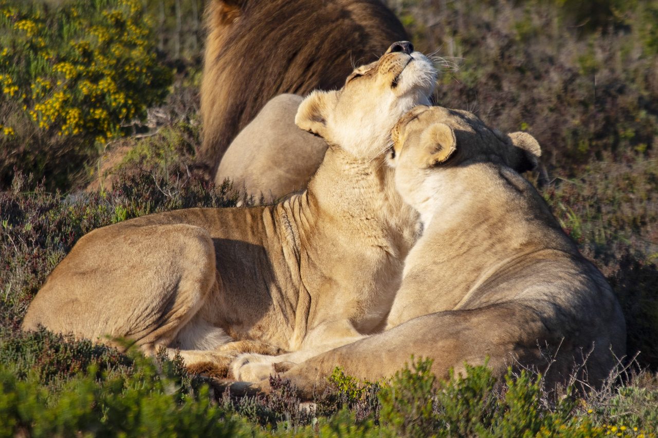 Safari & Wildlife