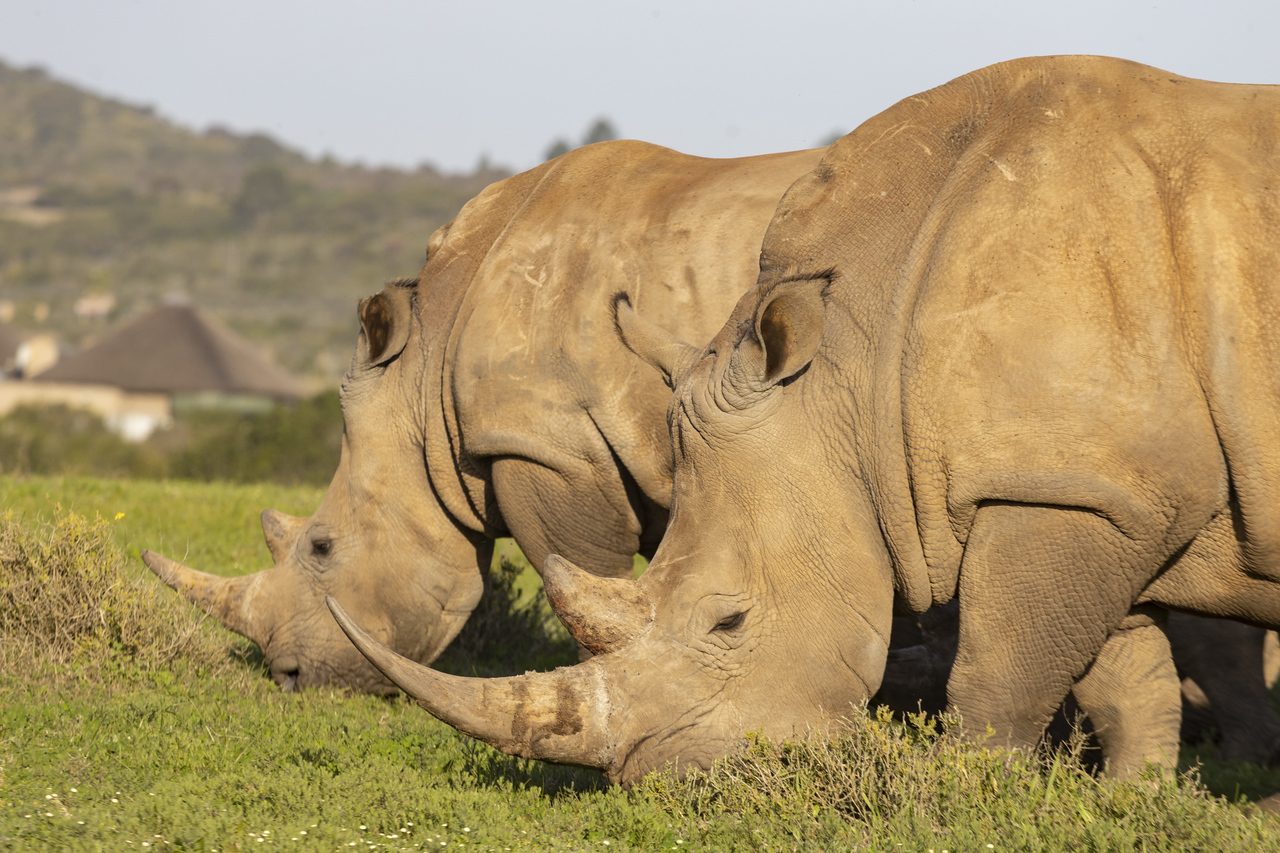 Safari & Wildlife